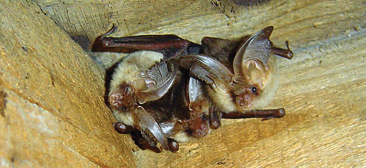  Brown long-eared bats roosting at the apex of a roof void (image: BCT/Hugh Clark)